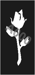 קעקוע ורד | קעקועי חינה | שבלונה דגם 189